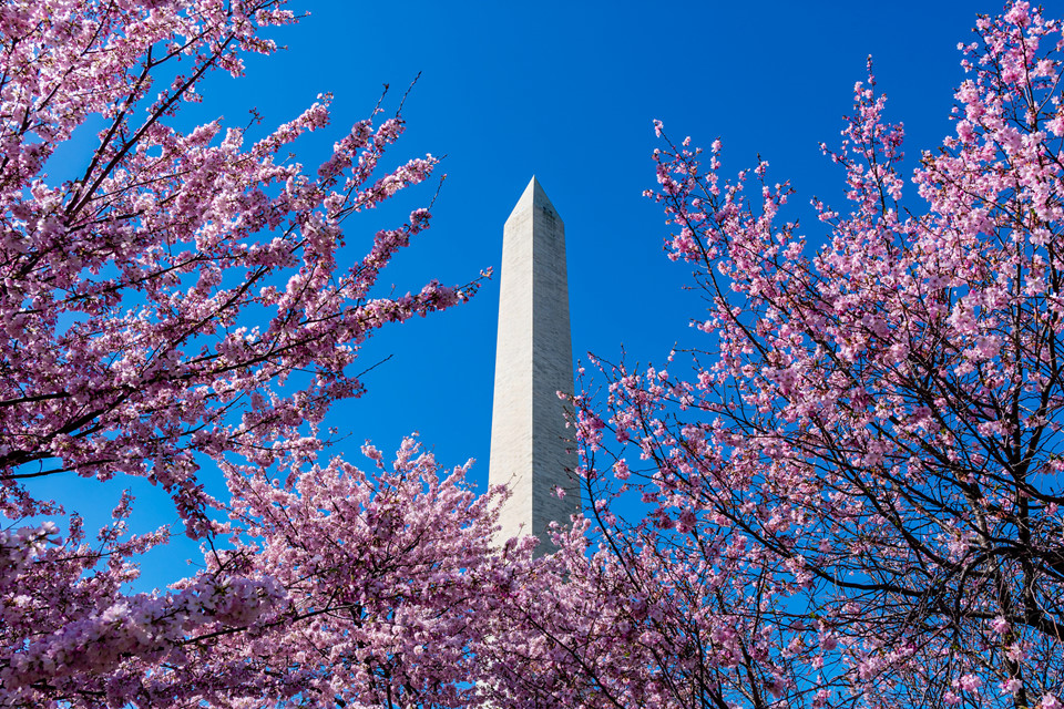 Hoa anh đào Nhật sắp nở rộ giữa Washington D.C.